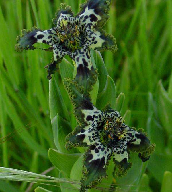 Ferraria crispa - Black Flag