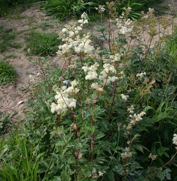 Meadowsweet, Filioendula ulmaria