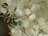 Filipendula ulmaria, Meadowsweet