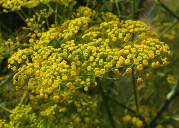 Fennel flowering on the roadside