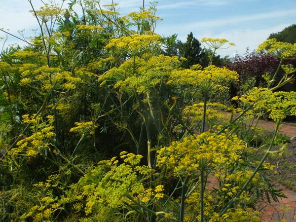 Fennel plants