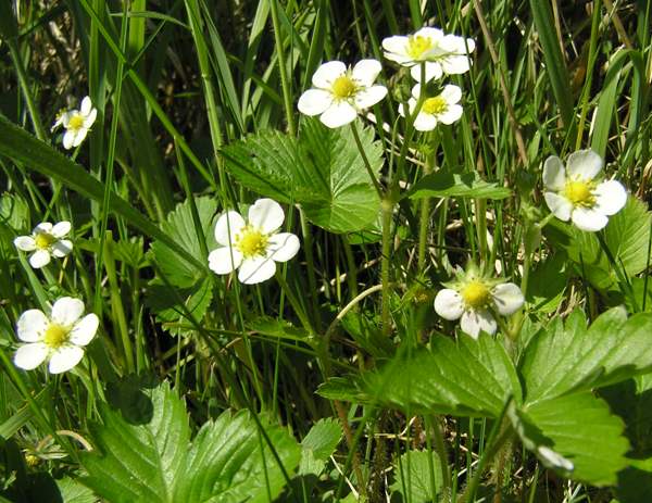 Fragaria vesca, Wild Strawberry, in flower