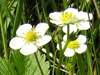 Fragaria vesca, Wild Strawberry