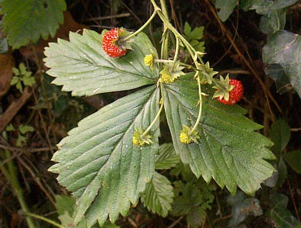 Wild Strawberry fruits