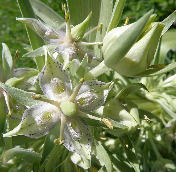 Frasera speciosa - Elk Weed