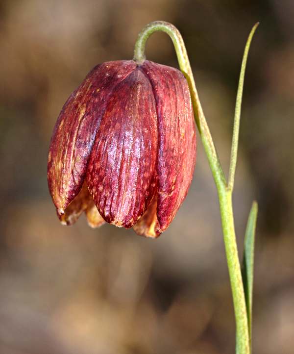 Fritillaria lusitanica