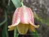 Fritillaria meleagris
