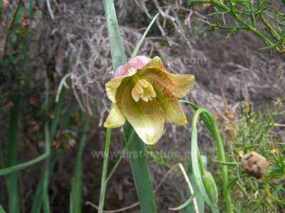 The inside of a Fritillaria lusitanica flower