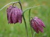 Fritillaria meleagris