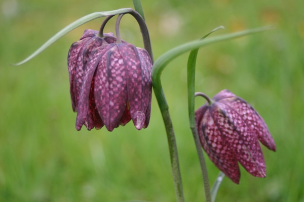 Closeup of purple Fritillaria meleagris