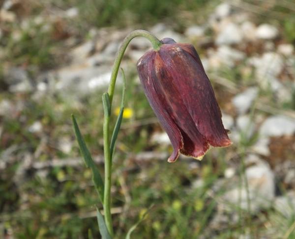 Fritillaria pyrenaica, Pyrennean Fritillary