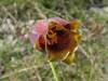 Fritillaria pyrenaica