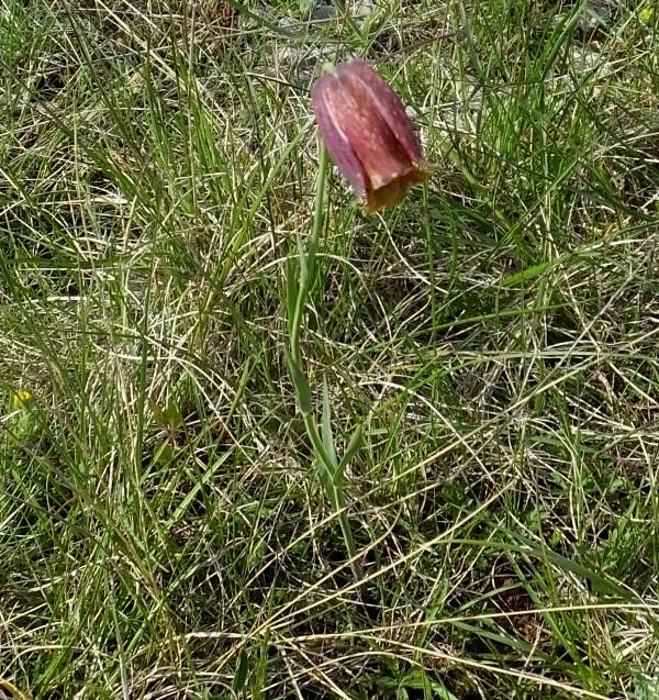 Plant of Fritillaria pyrenaica, Pyrennean Fritillary