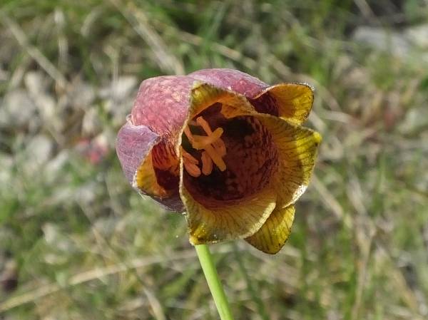 Closeup of flower of Fritillaria pyrenaica, Pyrennean Fritillary