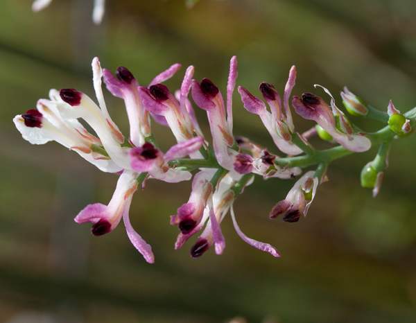 White Ramping-fumitory