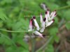 Fumaria capreolata, White Ramping-fumitory