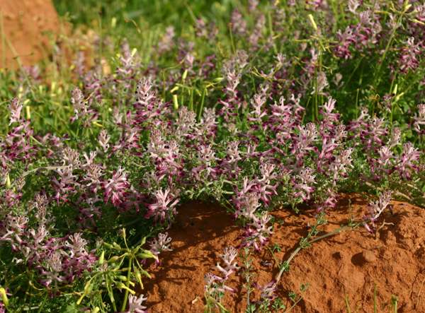 White Ramping-fumitory, Algarve, Portugal