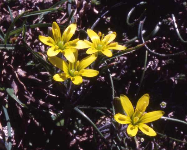 Gagea bohemica, Early Star-of-Bethlehem