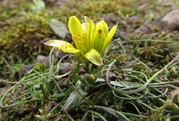 Radnor Lily at Stanner Rocks NNR, Wales