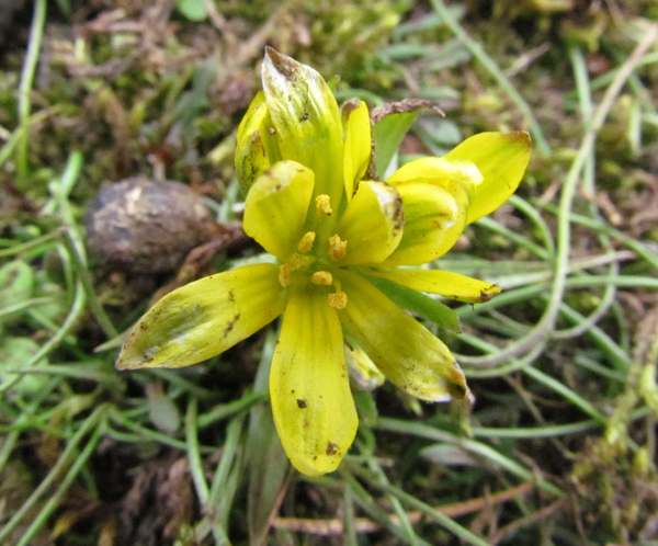 Radnor Lily, Gagea bohemica, Wales UK