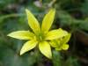 Gagea peduncularis