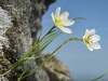 Gagea serotina, Snowdon Lily