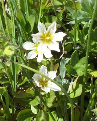 Gagea serotina growing in the Rocky Mountains in America