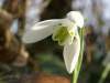 Galanthus nivalis, Snowdrop