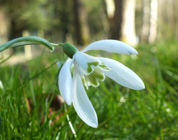 Four-petalled snowdrop flower
