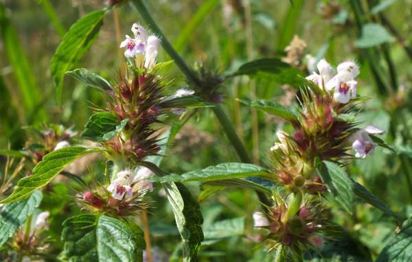 Common hemp-nettle