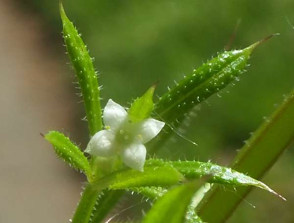 Flower of Galium aparine, Cleavers