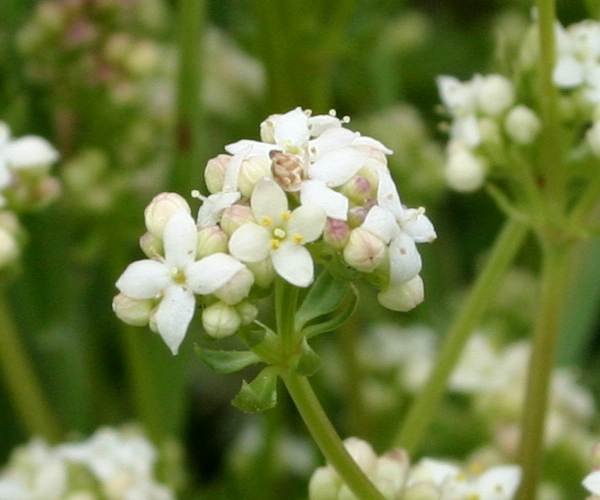 Hedge Bedstraw