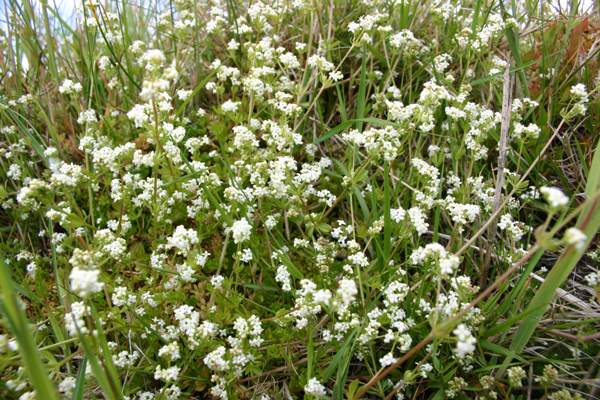 Hedge Bedstraw Galium mollugo