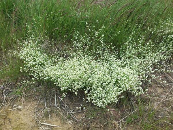Heath Bedstraw, North Yorkshire, UK
