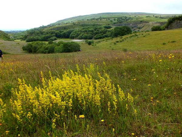 Galium verum, Lady's Bedstraw