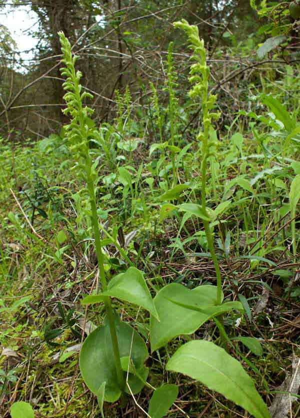 Gennaria diphylla - Two-leaved Gennaria