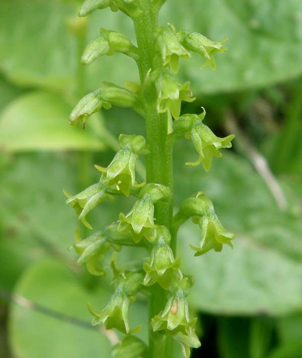 Gennaria diphylla - Tow-leaved Gennaria