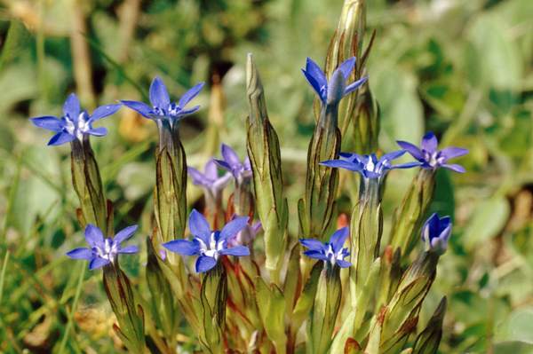 Snow Gentians, Gentiana nivalis, in Switzerland