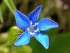 Gentiana nivalis, Snow Gentian