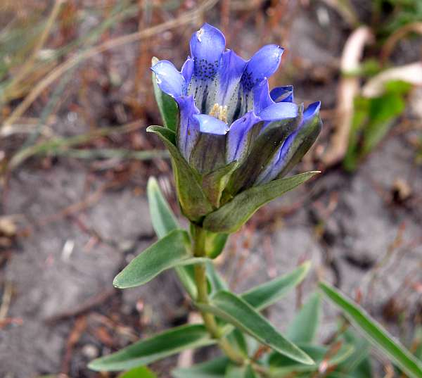 Mountain Gentian