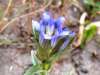 Gentiana parryi