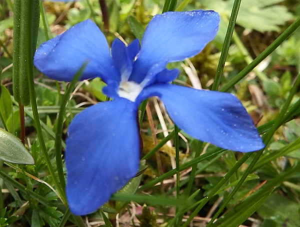 An unusual four-petaled Triglav Gentian