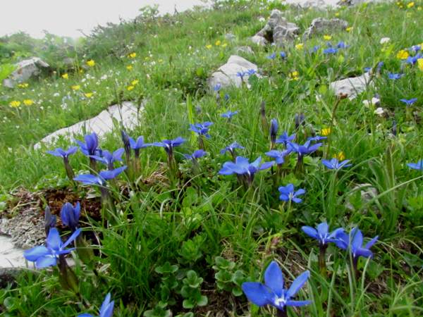 Spring Gentians in Slovenia