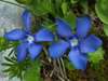 Gentiana verna