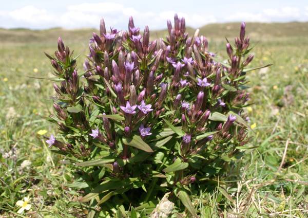 Autumn Gentians at Kenfig NNR