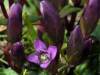 Gentianella amarella, Felwort or Autumn Gentian
