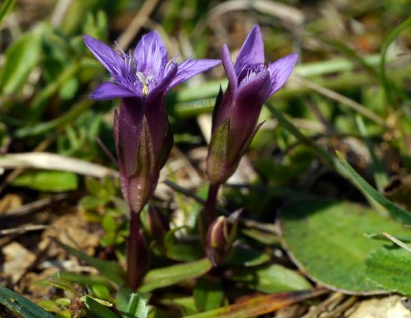 Gentianella anglica, Early Gentian in flower