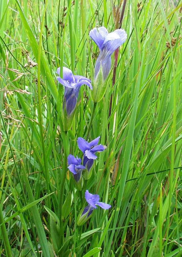 Rocky Mountain Fringed Gentian