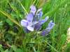 Gentiana thermalis