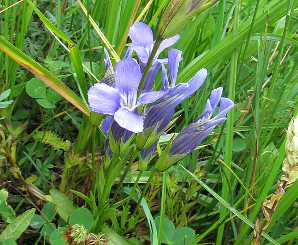 Rocky Mountain Fringed Gentian, closeup of flowers